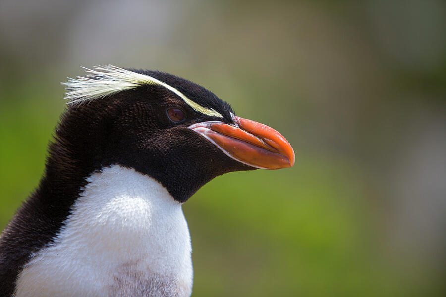 Snare's Island Crested Penguin Close Up Portrait, Snares Photograph by ...