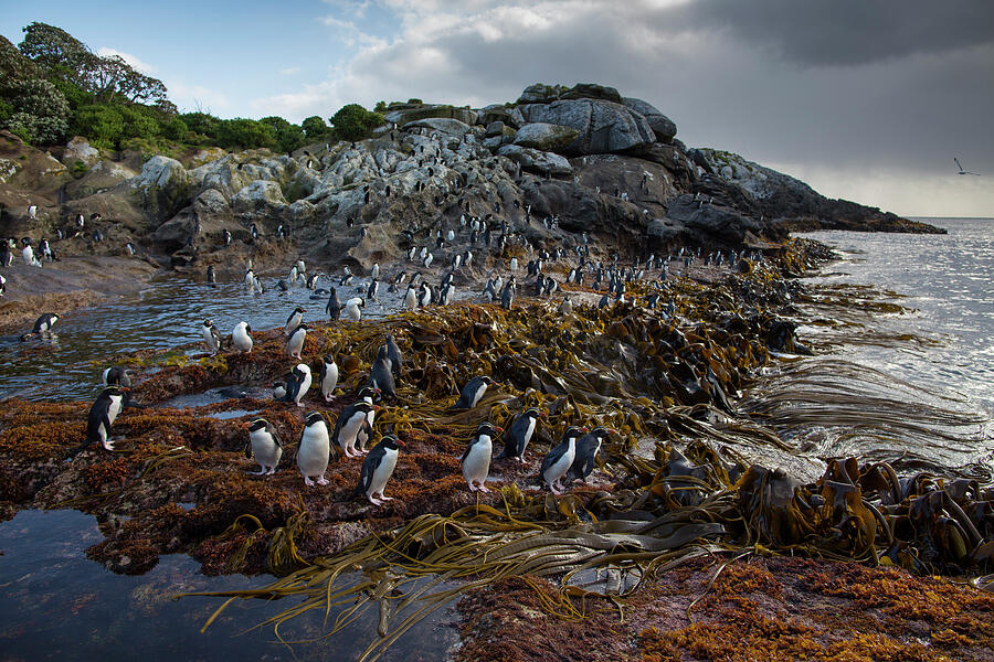 Snares Island Crested Penguin Colony, Snares Island, New Photograph by ...