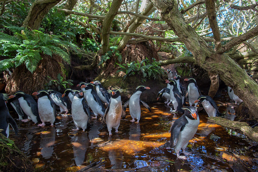 Snares Island Crested Penguin Group In Forest, Snares Photograph by ...