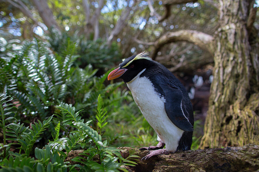 Snares Island Crested Penguin In Forest, Snares Island, New Photograph ...