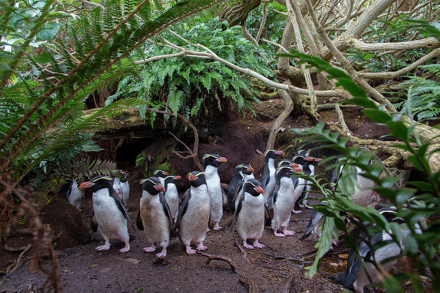 Snares Island Crested Penguins Colony In Forest. Snares Photograph by ...