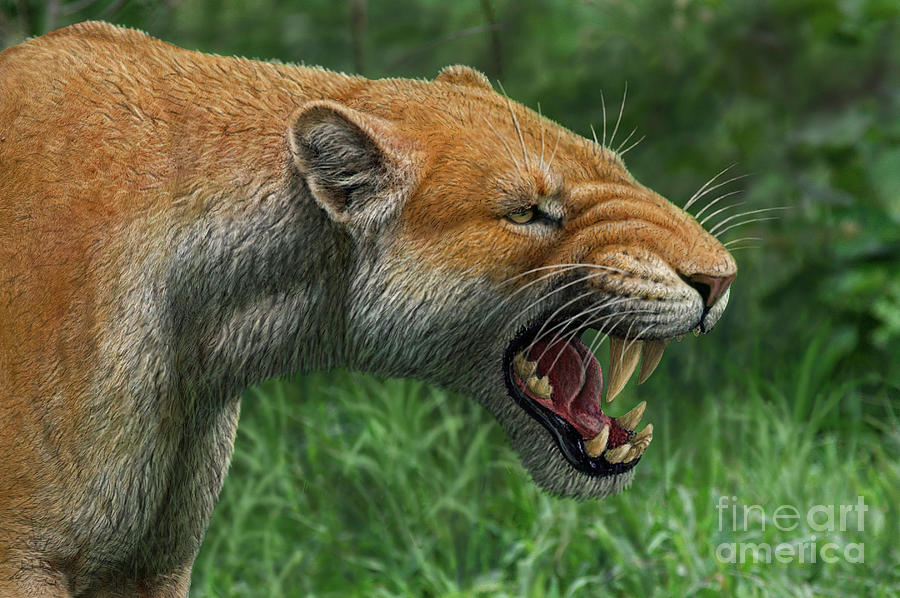 Snarling Xenosmilus Sabre-toothed Cat Photograph By Mauricio Anton 