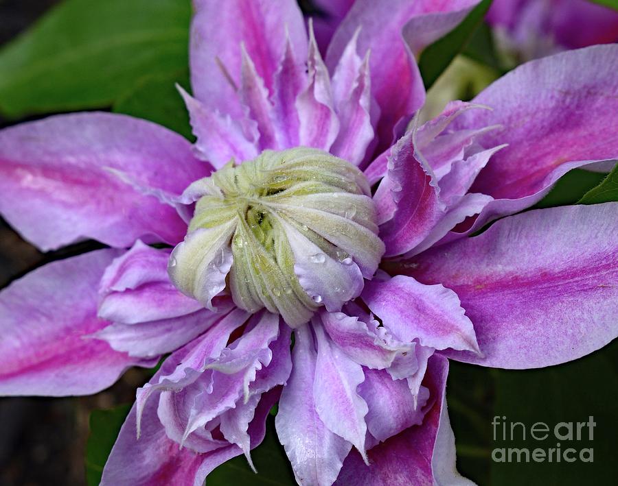 Nature Photograph - Snazzy Josephine Clematis by Cindy Treger
