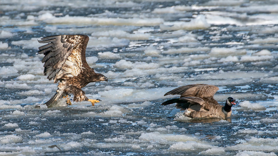 Eagle Photograph - Sneak Attack by John Fan