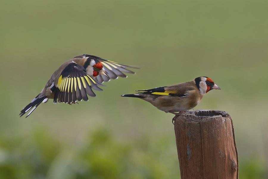 Bird Photograph - Sneak Attack by Ray Cooper