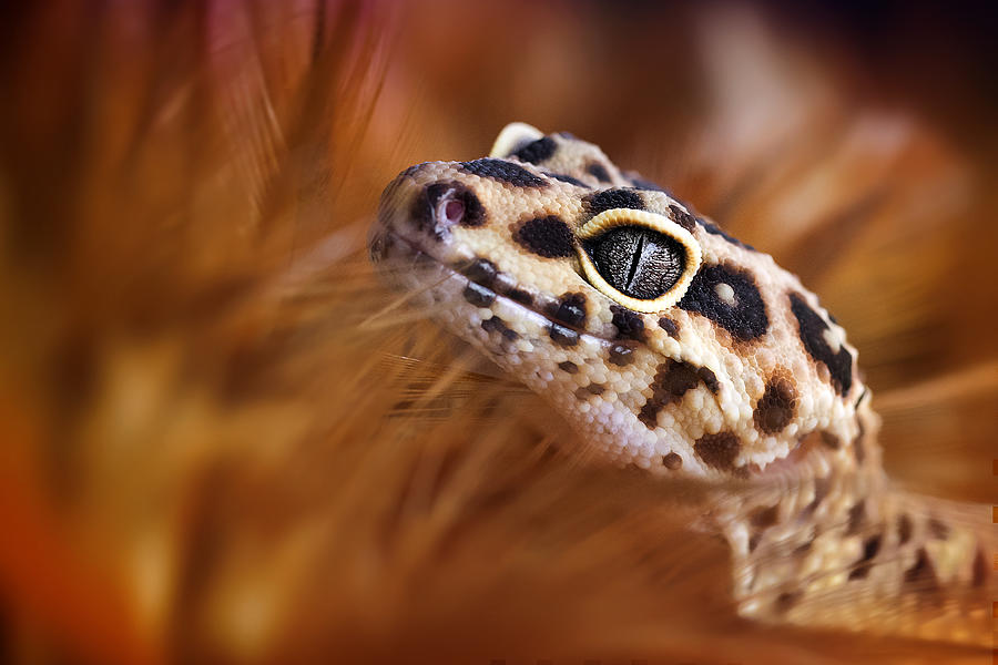 Reptile Photograph - Sneaking Out by Fauzan Maududdin