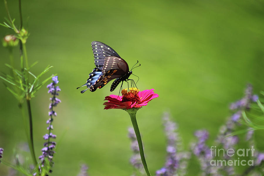 Sneaking up on a Black Swallowtail Butterfly Photograph by Karen Adams