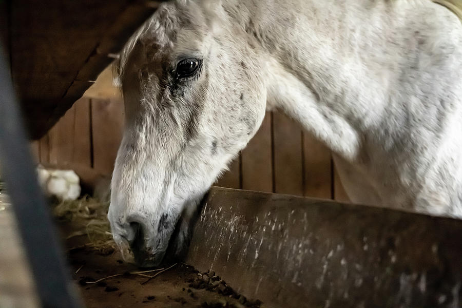 Sneaky Horse Photograph by Thomas Wessel | Fine Art America