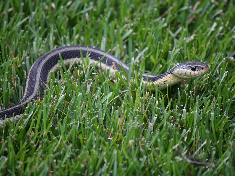 Snake Photograph - Sneaky Snake by Harvest Moon Photography By Cheryl Ellis