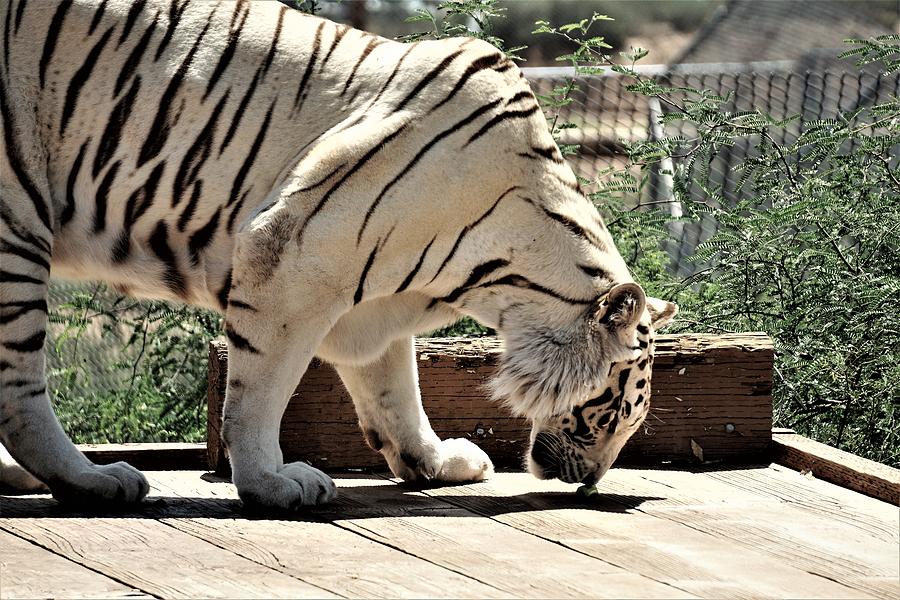 Sniffing a Snack Photograph by David Reay - Fine Art America