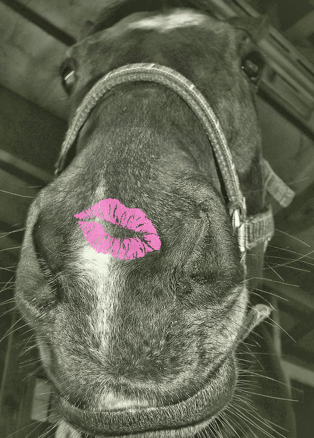 Snip Kiss Photograph by Dressage Design