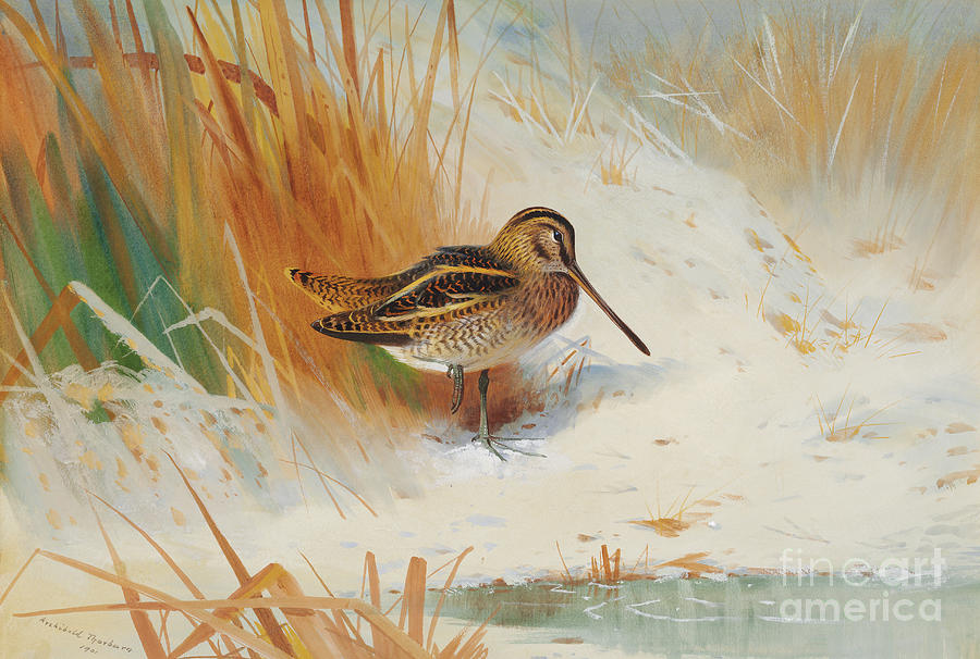 Archibald Thorburn Painting - Snipe in the rushes, 1901  by Archibald Thorburn