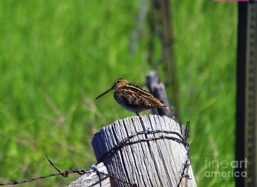 Snipe On A Fence Post Photograph
