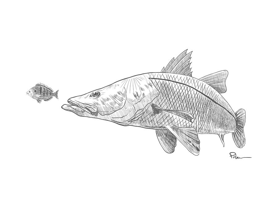 Snook on the Hunt Drawing by Kevin Putman