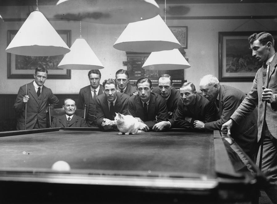 Snooker Cat Photograph by Macgregor Snooker Cat Photograph by Macgregor