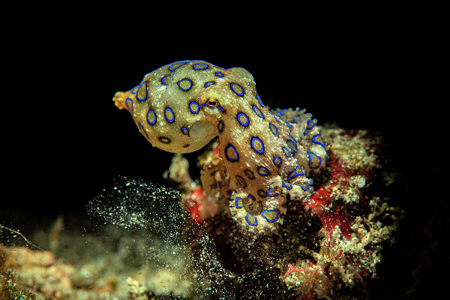 Snooted Blue-ringed Octopus Photograph by Bruce Shafer