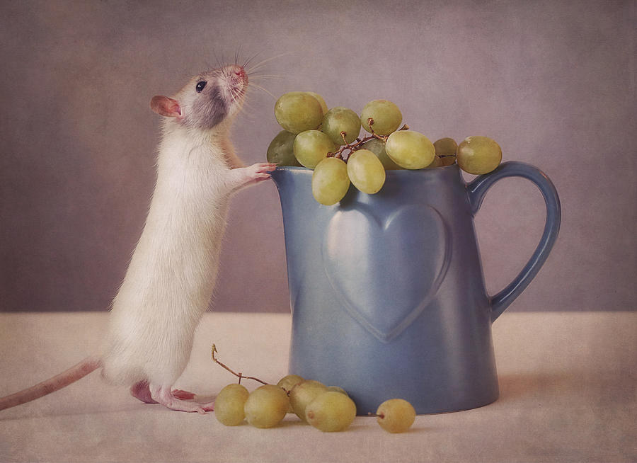 Grape Photograph - Snoozy Loves Grapes by Ellen Van Deelen