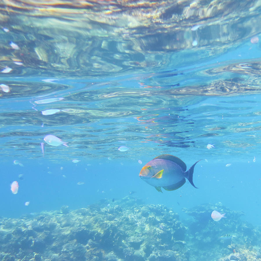Snorkeling With Tropical Reef Fish Photograph by Ippei Naoi