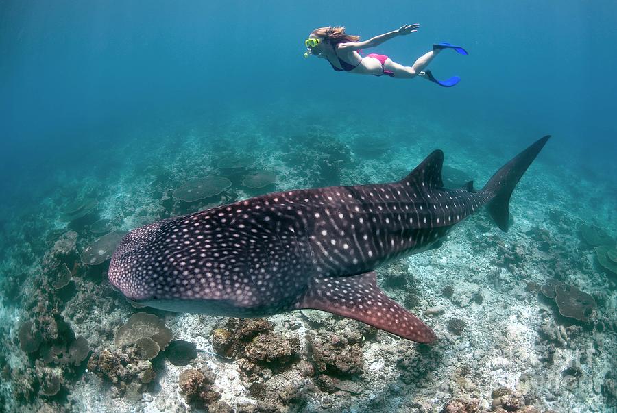 Nature Photograph - Snorkeller With Whale Shark by Scubazoo/science Photo Library