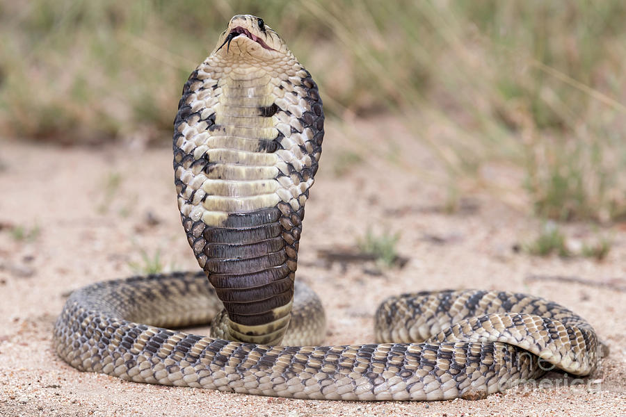 Snouted Cobra With Hood Expanded In Threat Pose Photograph by Tony Camacho/science Photo Library
