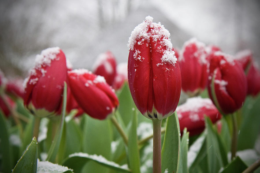 Snow & Tulips Photograph by Kunstgalerie Aquarius