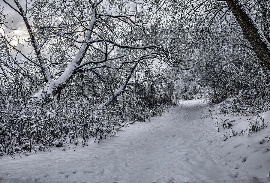 Snow 1 #i3 Photograph by Leif Sohlman