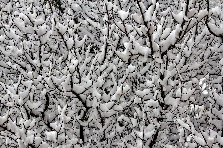 Snow Abstract Photograph by Diana Powell