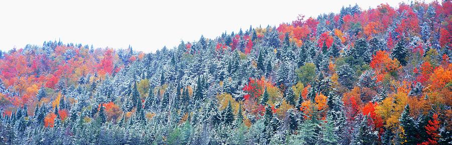 Snow And Autumn Trees, Adirondack Photograph by Visionsofamerica/joe Sohm