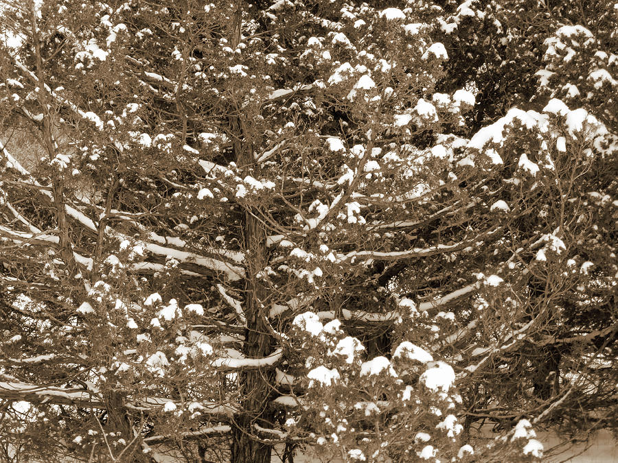 Snow and Branches Photograph by Cris Fulton