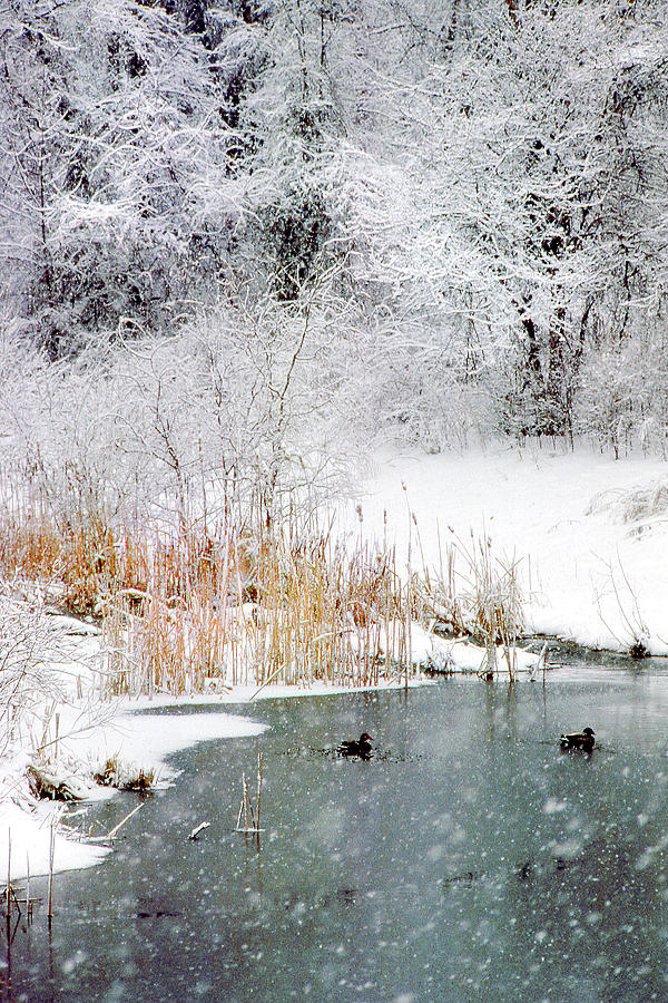 Snow and Ducks Photograph by Jerry Griffin