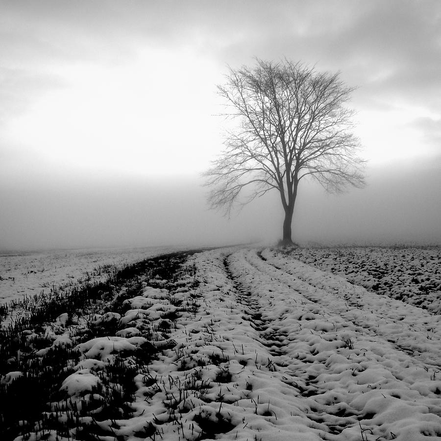 Snow And Fog Photograph by Poul-erik Riis