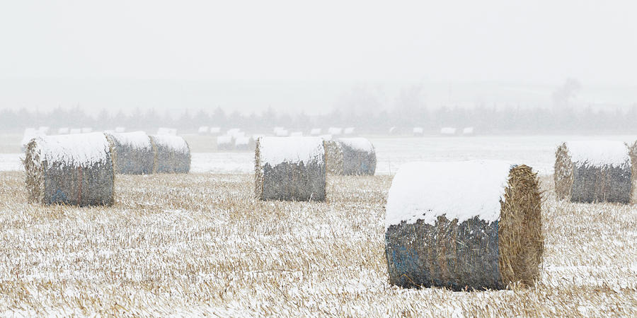 Snow and Round Bales 01 Photograph by Rob Graham