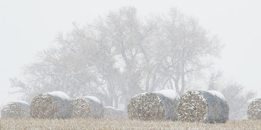 Snow and Round Bales 02 Photograph by Rob Graham