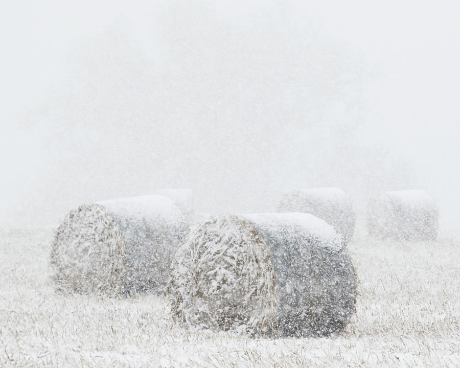 Snow and Round Bales 03 Photograph by Rob Graham