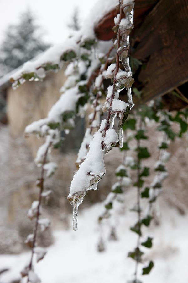 Snow And Small Icicles On Ivy Hanging From Corner Of House Photograph by Sabine Lscher