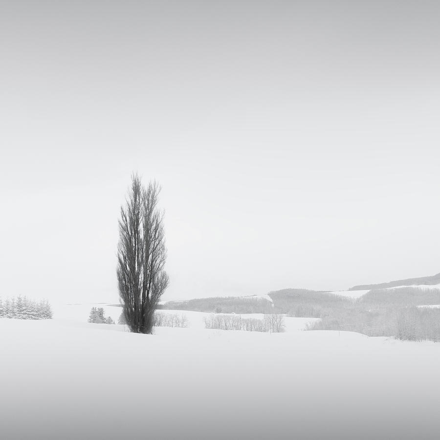 Snow and Trees V by Francis Ansing Snow and Trees V by Francis Ansing