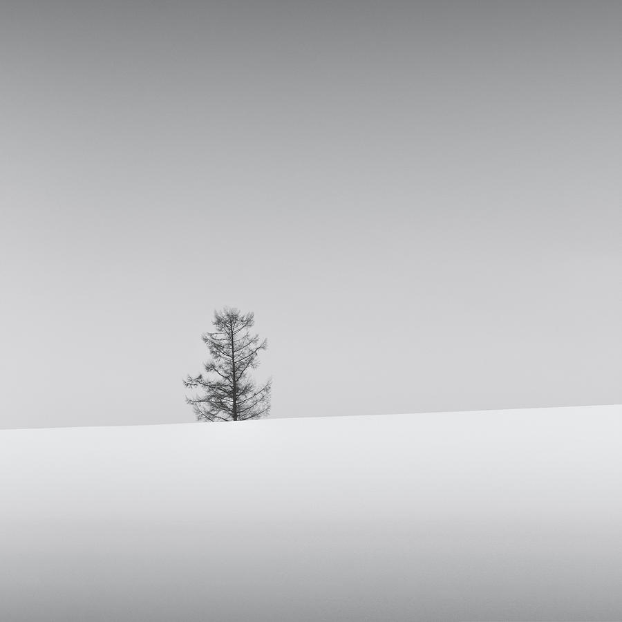 Snow and Trees VII by Francis Ansing Snow and Trees VII by Francis Ansing