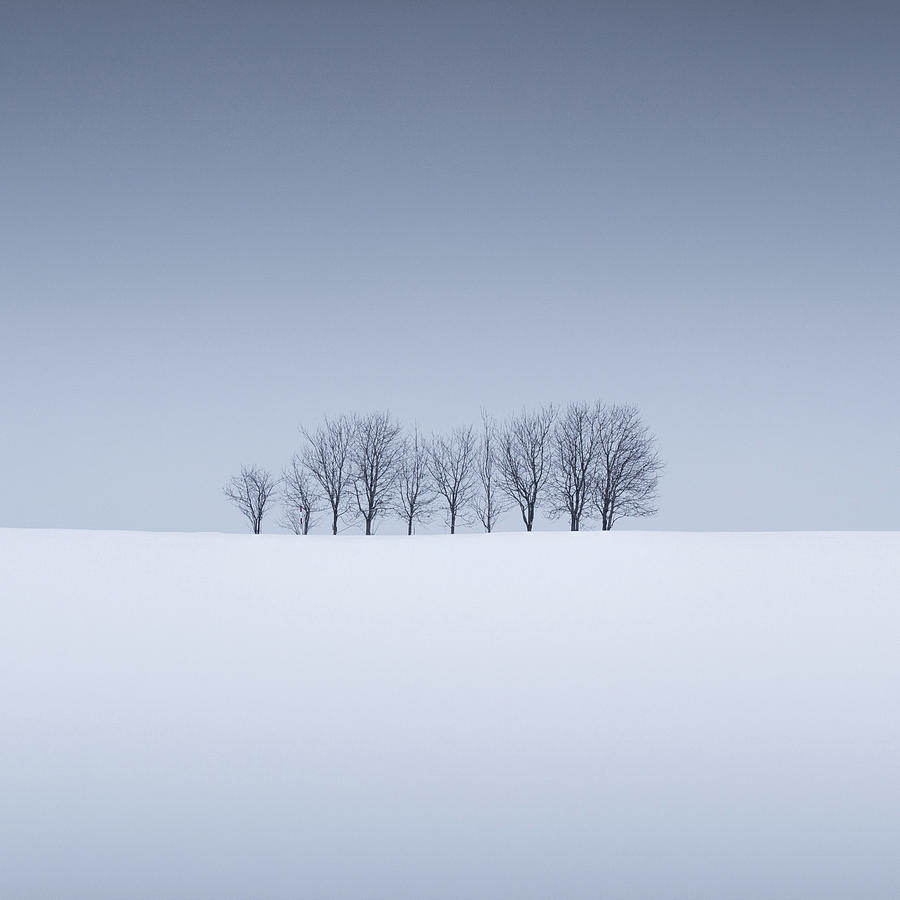 Snow and Trees VIII by Francis Ansing Snow and Trees VIII by Francis Ansing