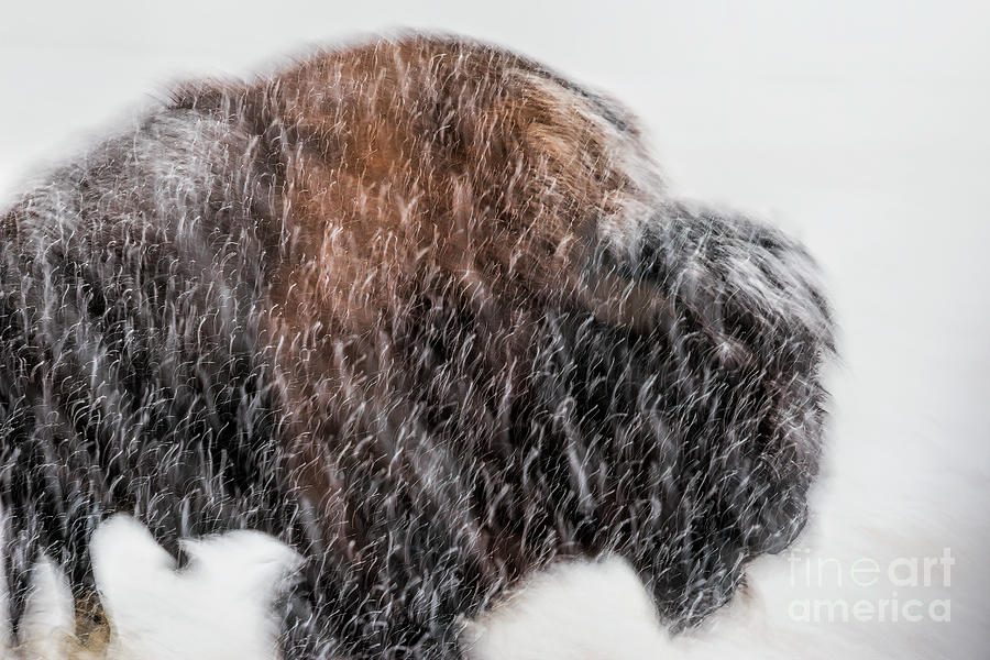Snow Beast Photograph by Jim Garrison