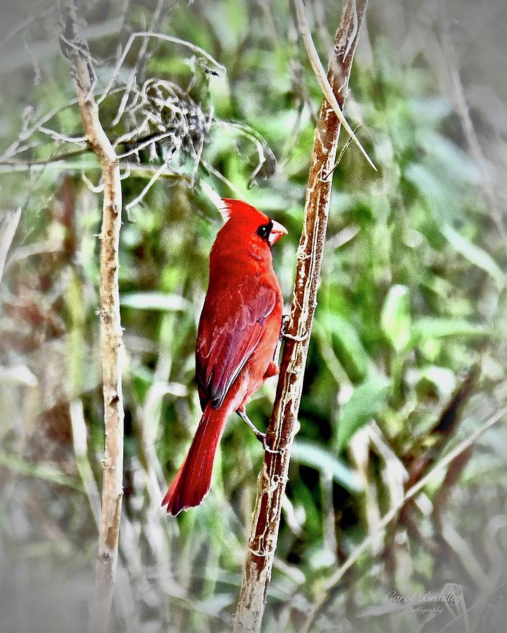 Snow Bird Photograph by Carol Bradley - Fine Art America