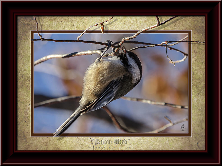 Snow Bird Color Photograph by Rick Bartrand