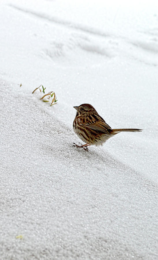 Snow Bird Harvest Photograph by Jason Bohannon