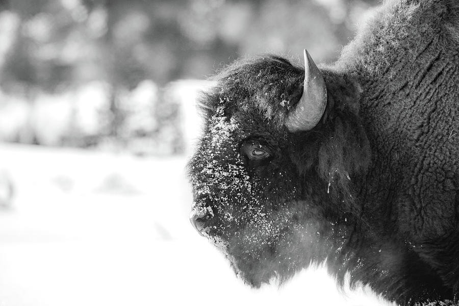 Yellowstone National Park Photograph - Snow Bison by Ashley Noble