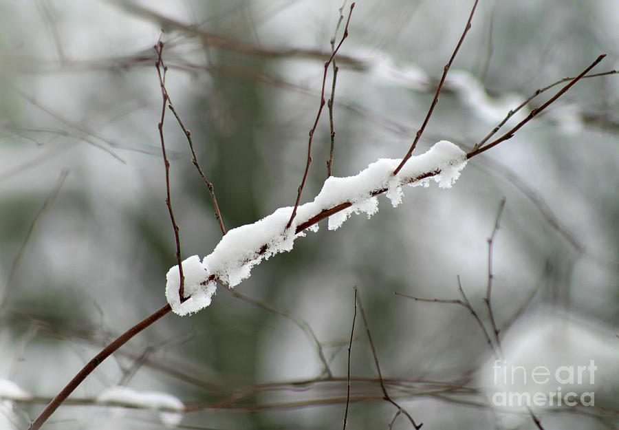 Snow Branch Abstract Photograph by Karen Adams