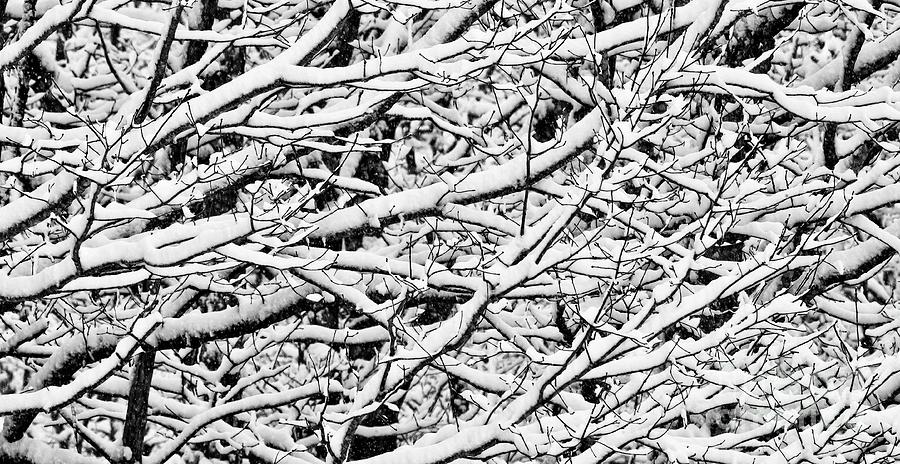 Tree Photograph - Snow Branches by Laurinda Bowling