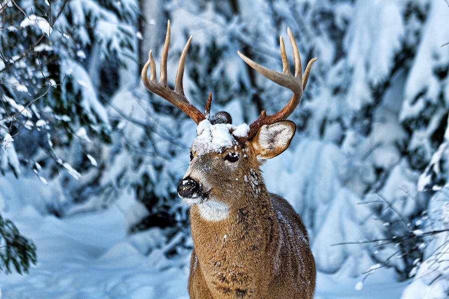 Snow Buck Photograph by ©owen Bale