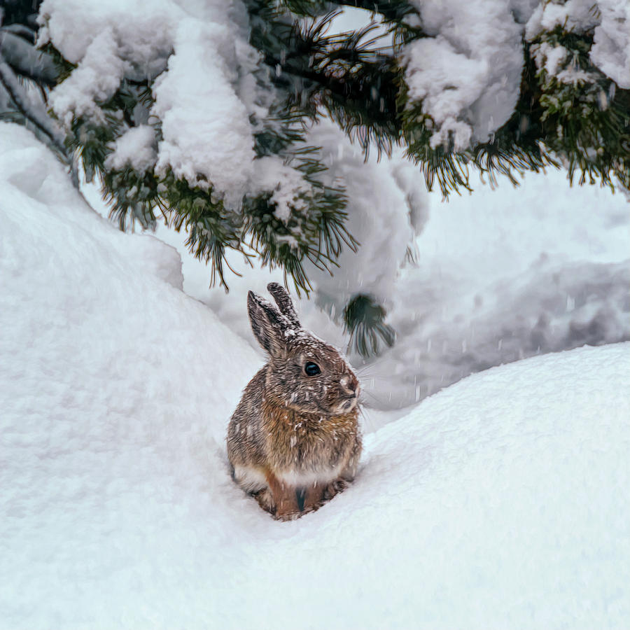 Snow Bunny is a photograph by Maria Coulson which was uploaded on January 1...
