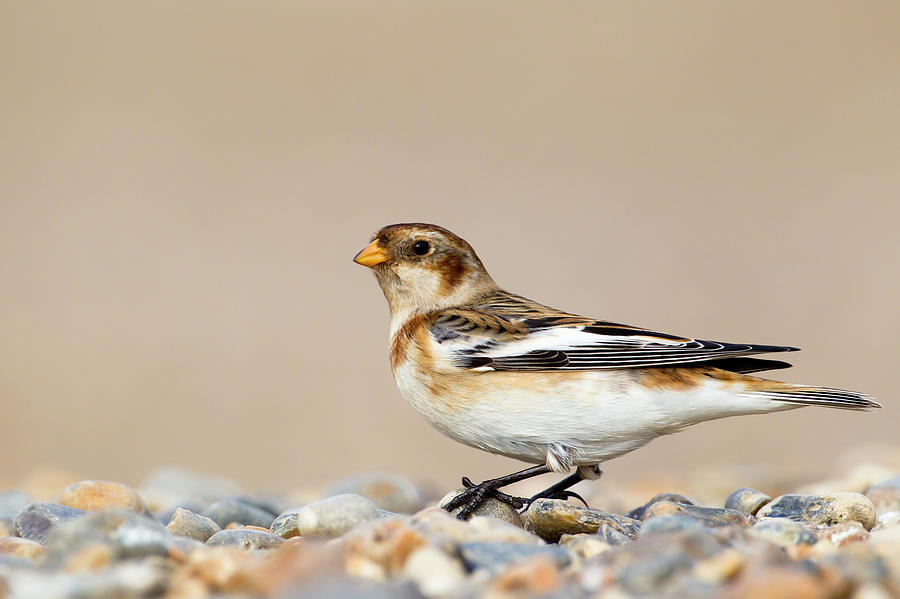 Snow Bunting Plectrophenax Nivalis Photograph by Andrew Sproule
