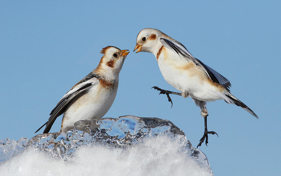 Bunting Photograph - Snow Buntings by Mircea Costina