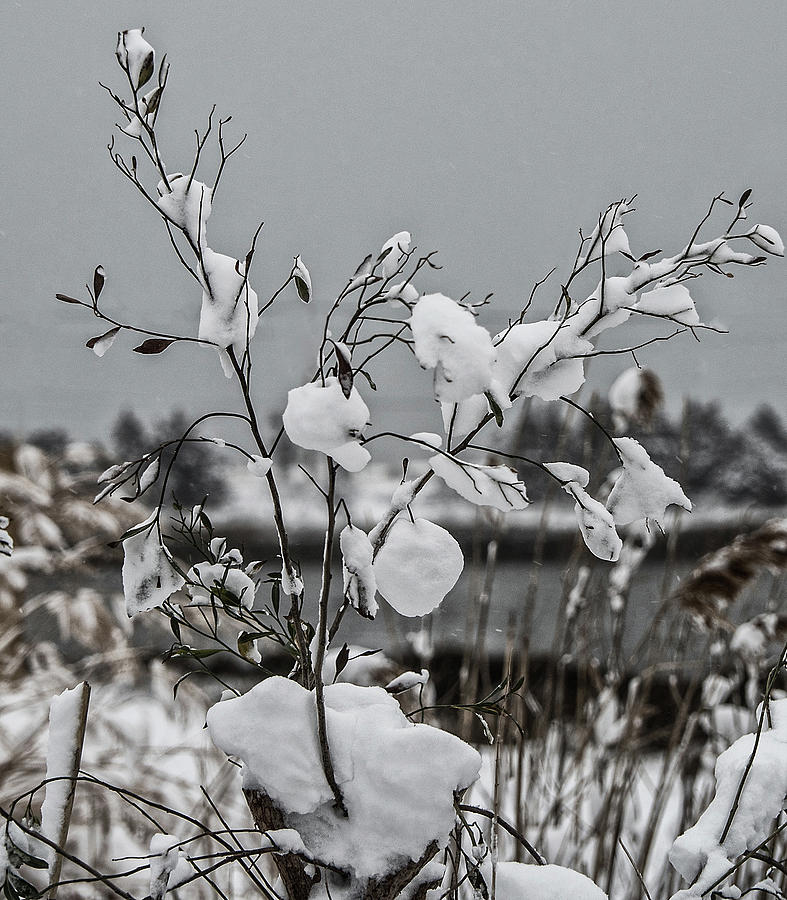 Snow Bush - 2090844 Photograph by Deidre Elzer-Lento